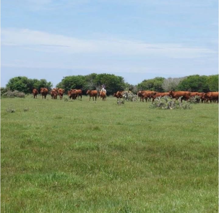Fazenda em Rio Grande – RS