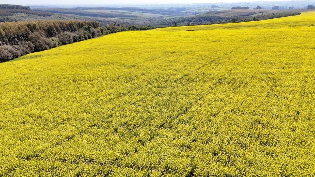 Fazenda à venda em Vila Nova do Sul