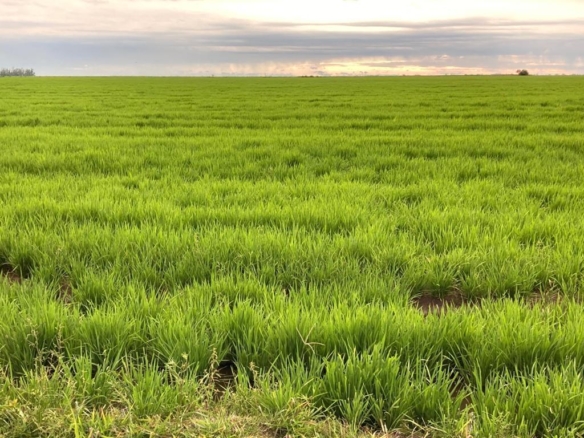 Fazenda à venda em Barra do Quaraí