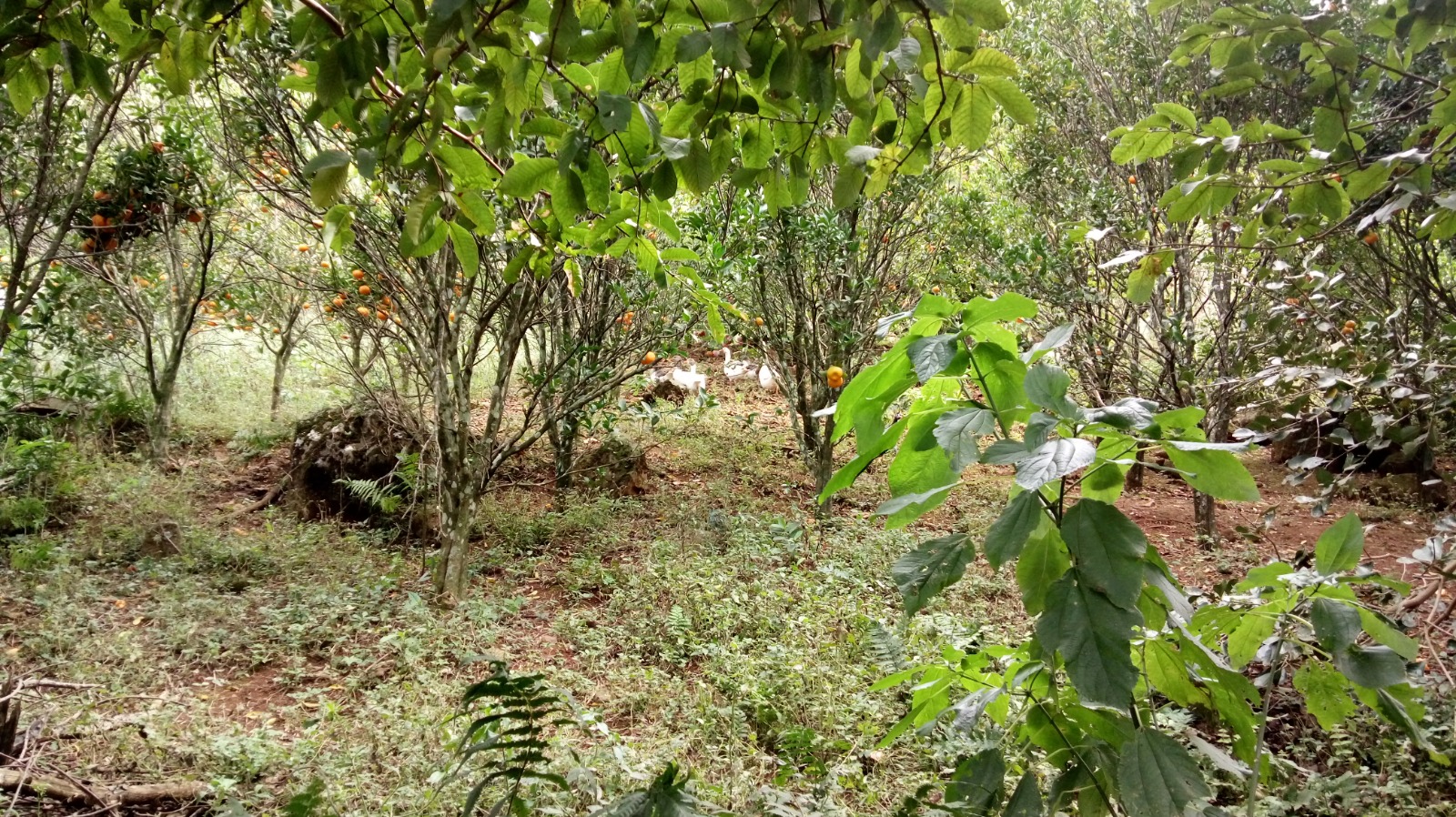 Sítio à venda em Westfália