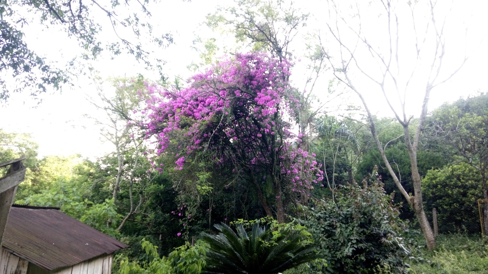 Sítio à venda em Westfália