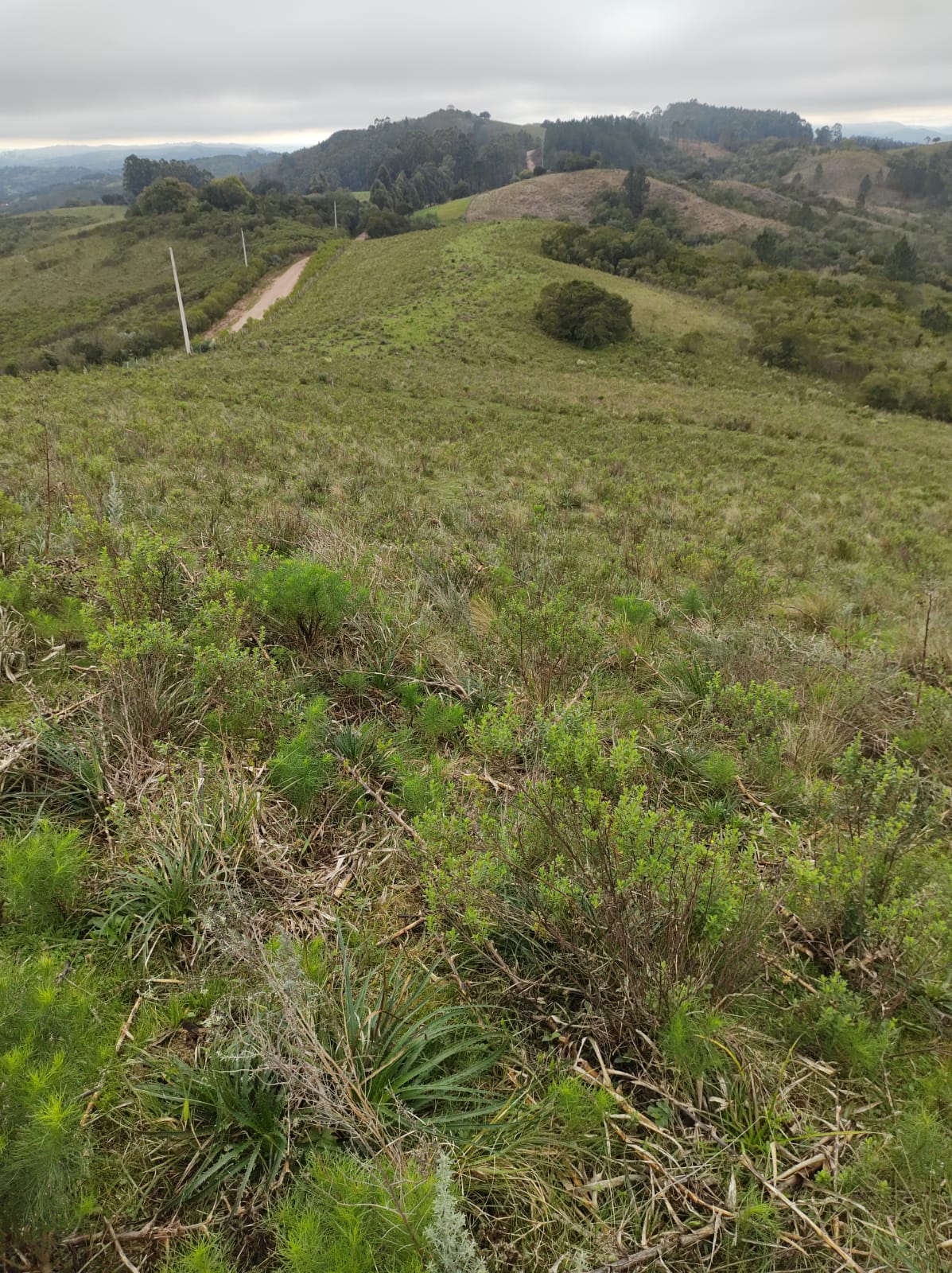 Fazenda à venda em Santana da Boa Vista