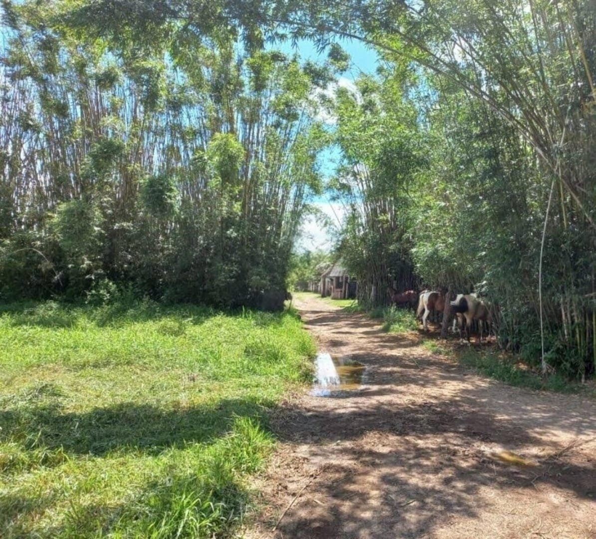 Fazenda à venda em Glorinha