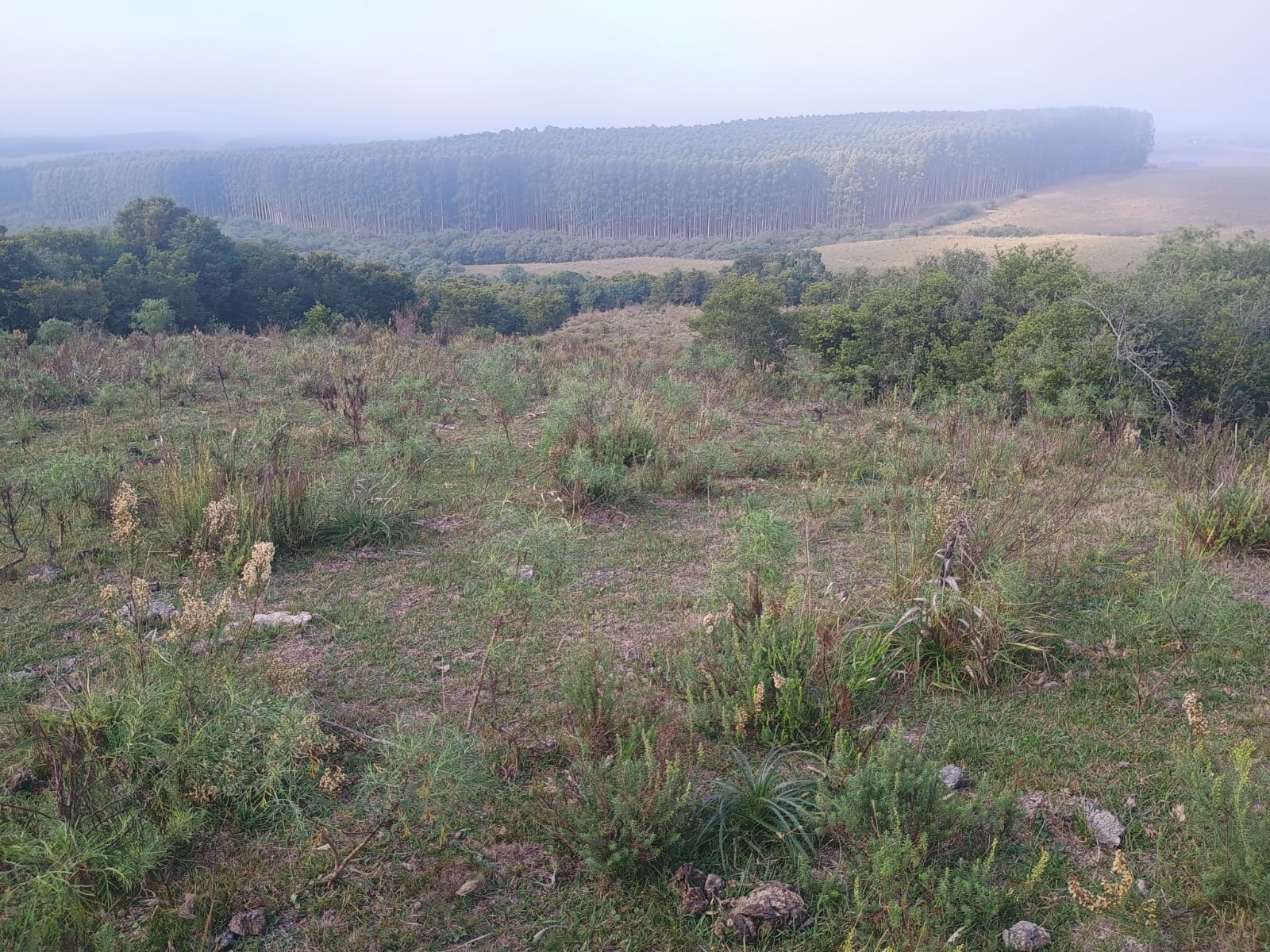 Fazenda à venda em Caçapava do Sul