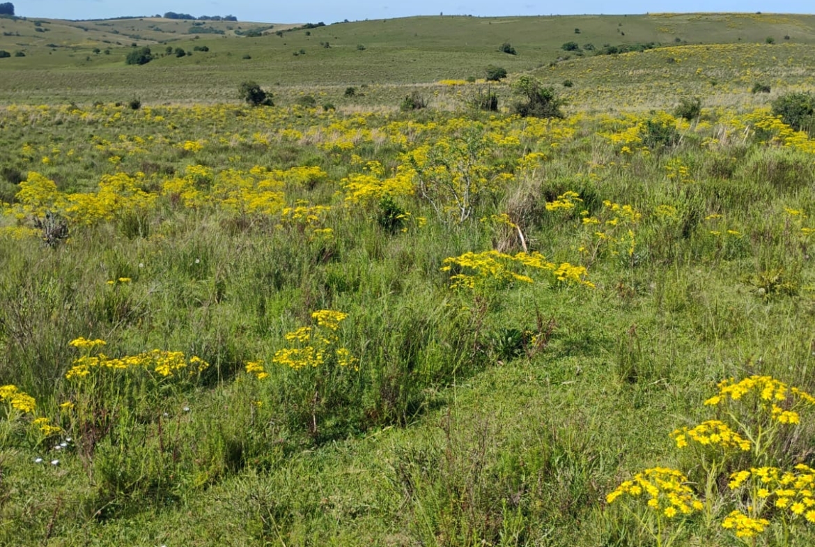Fazenda à venda em Caçapava do Sul