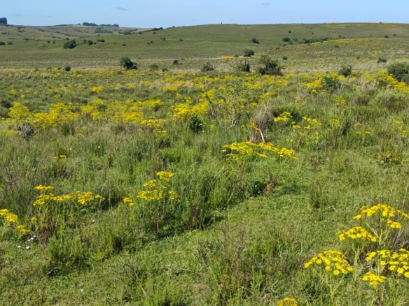 Fazenda à venda em Caçapava do Sul