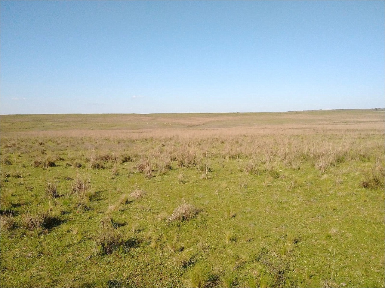 Fazenda à venda em Quaraí