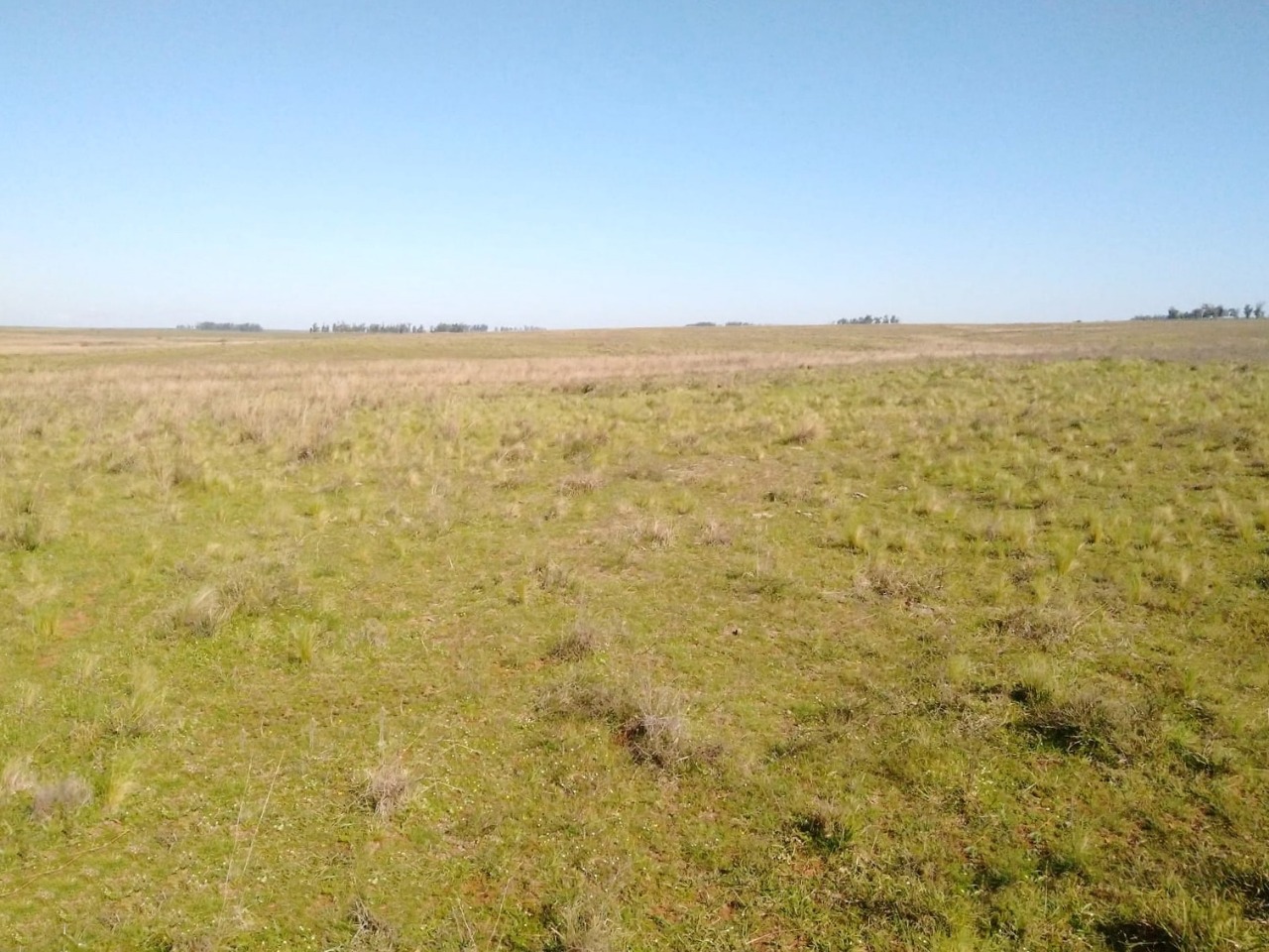Fazenda à venda em Quaraí