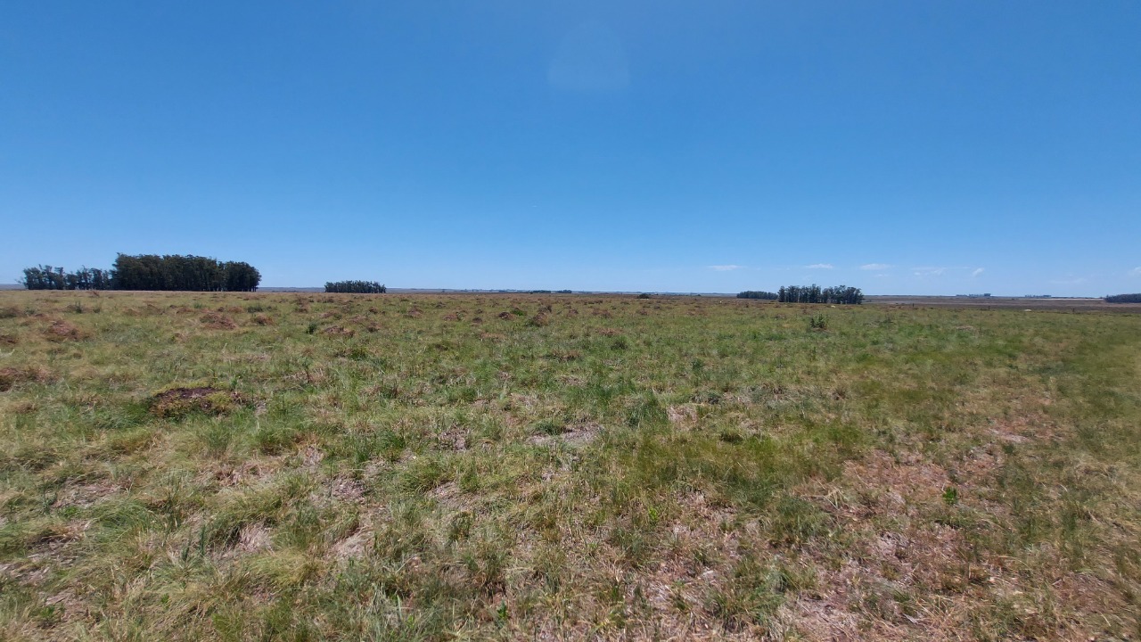 Fazenda à venda em Quaraí