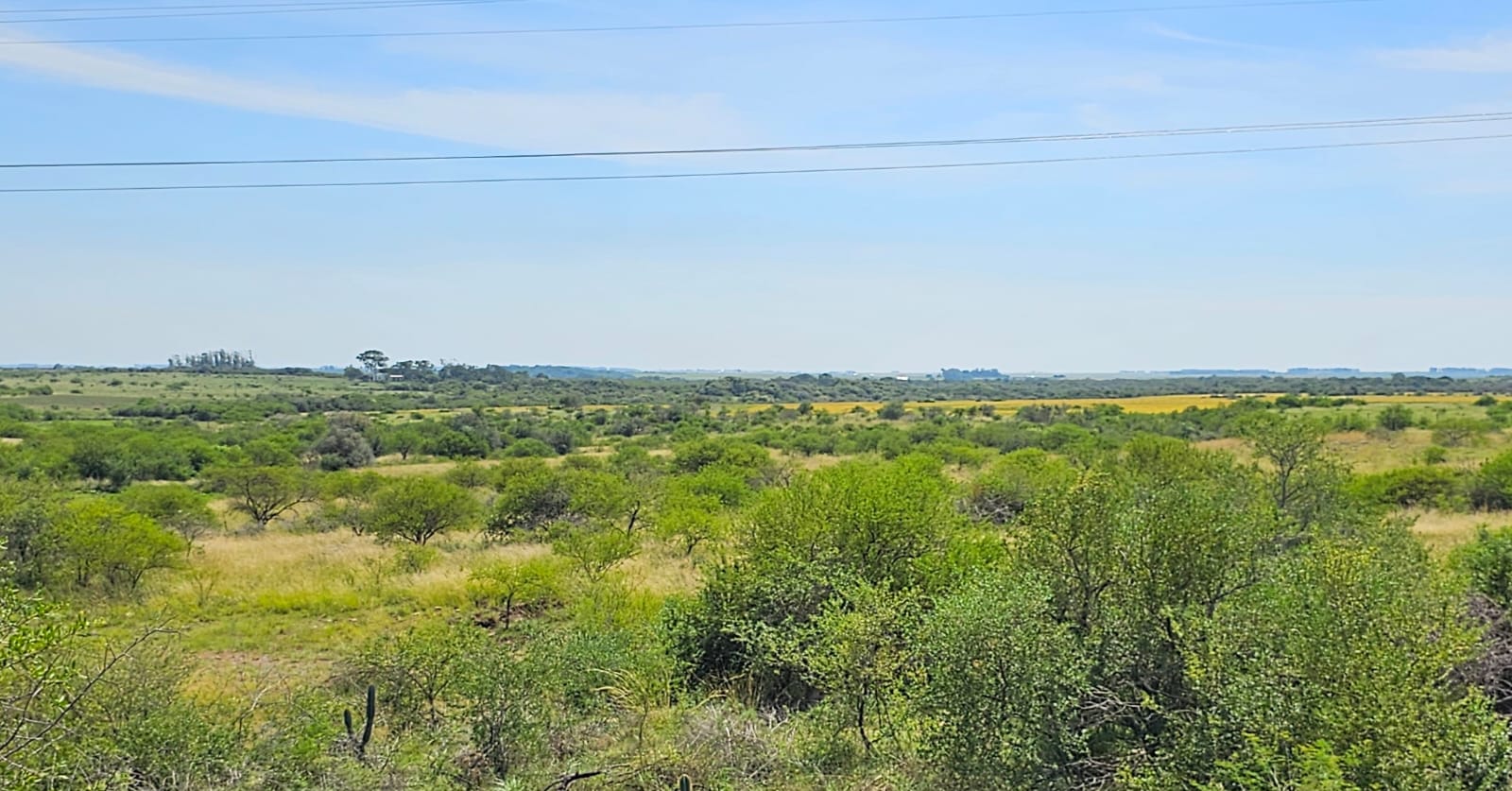 Fazenda à venda em Alegrete