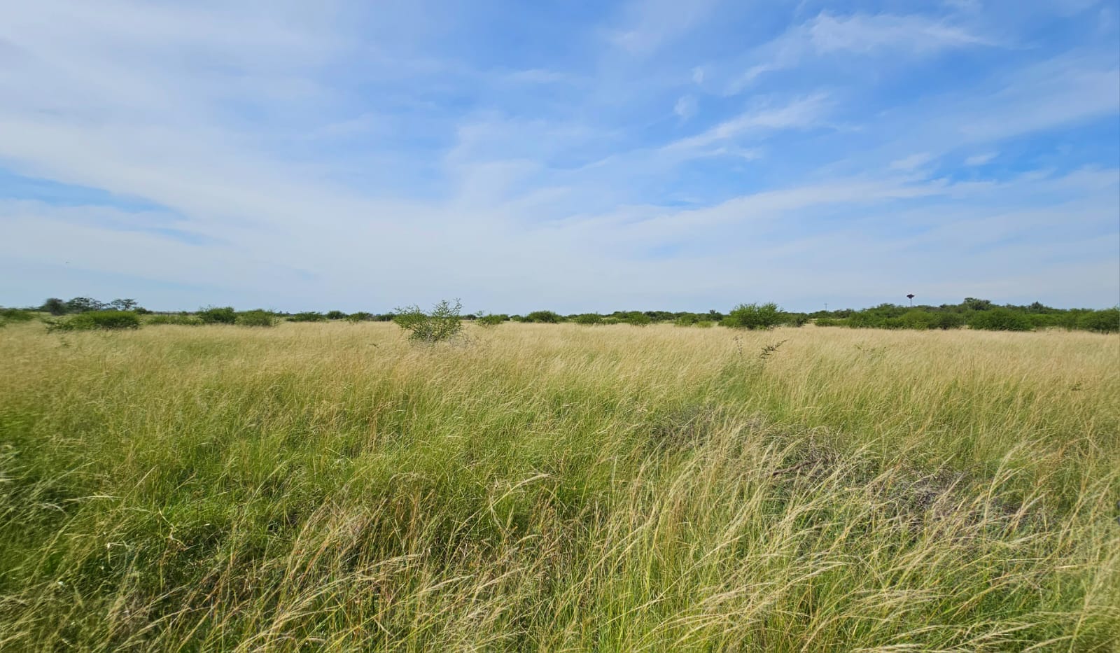 Fazenda à venda em Alegrete