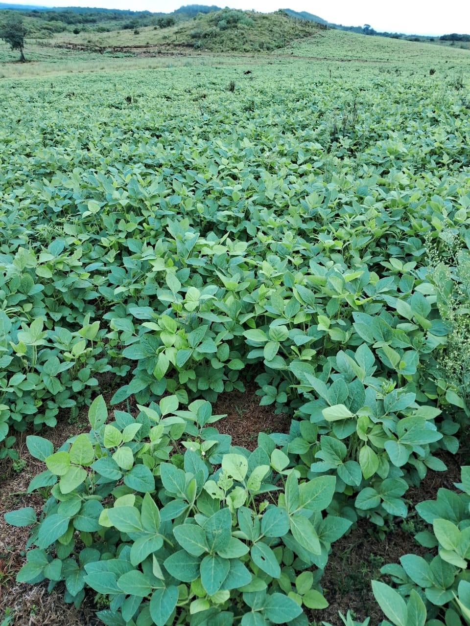 Fazenda à venda em Piratini