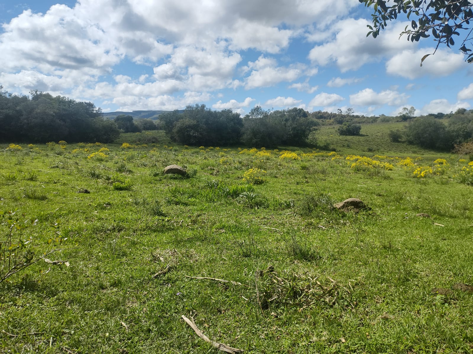 Fazenda à venda em Dom Feliciano