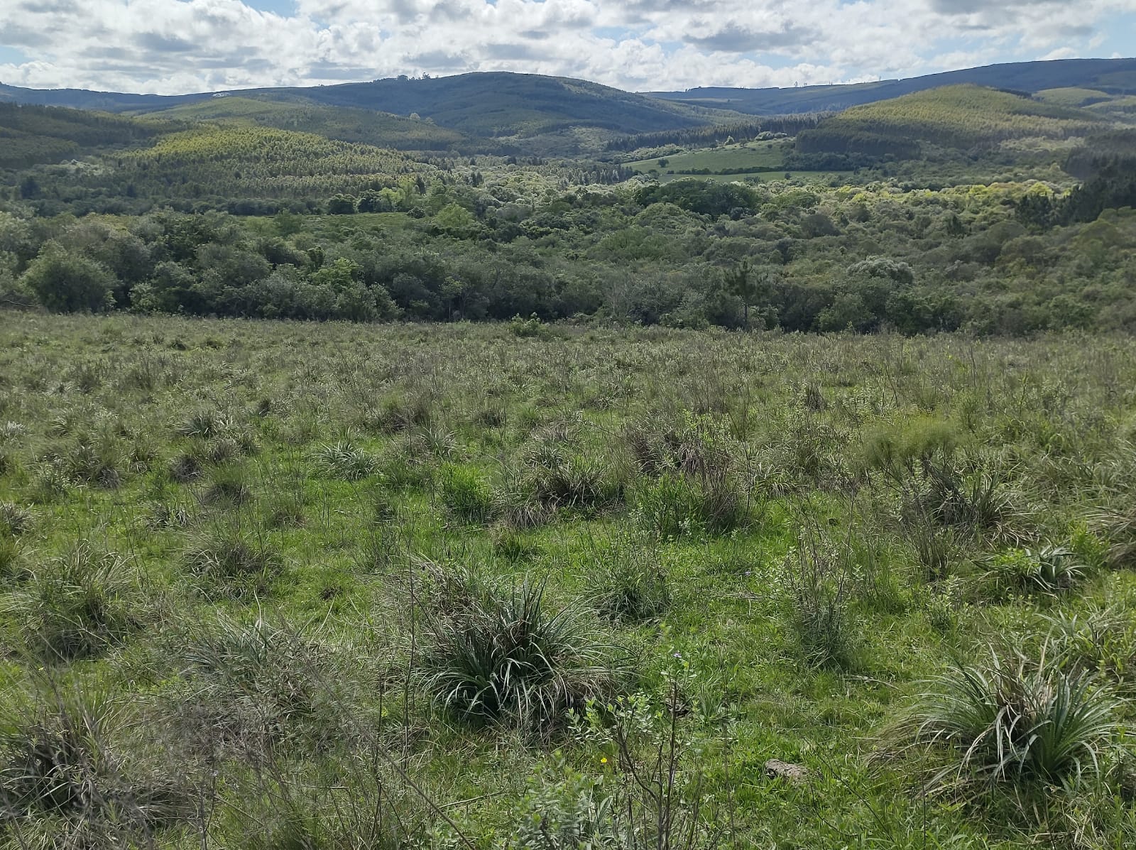 Fazenda à venda em Dom Feliciano