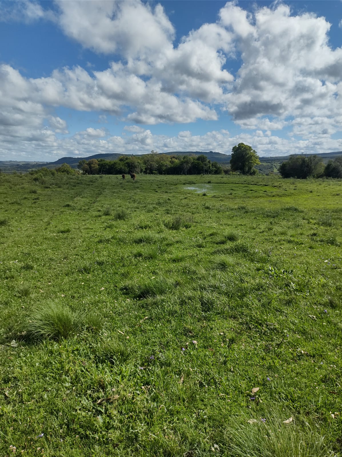 Fazenda à venda em Dom Feliciano