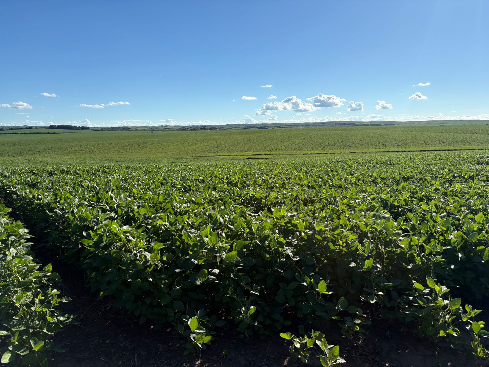 Fazenda em São Gabriel