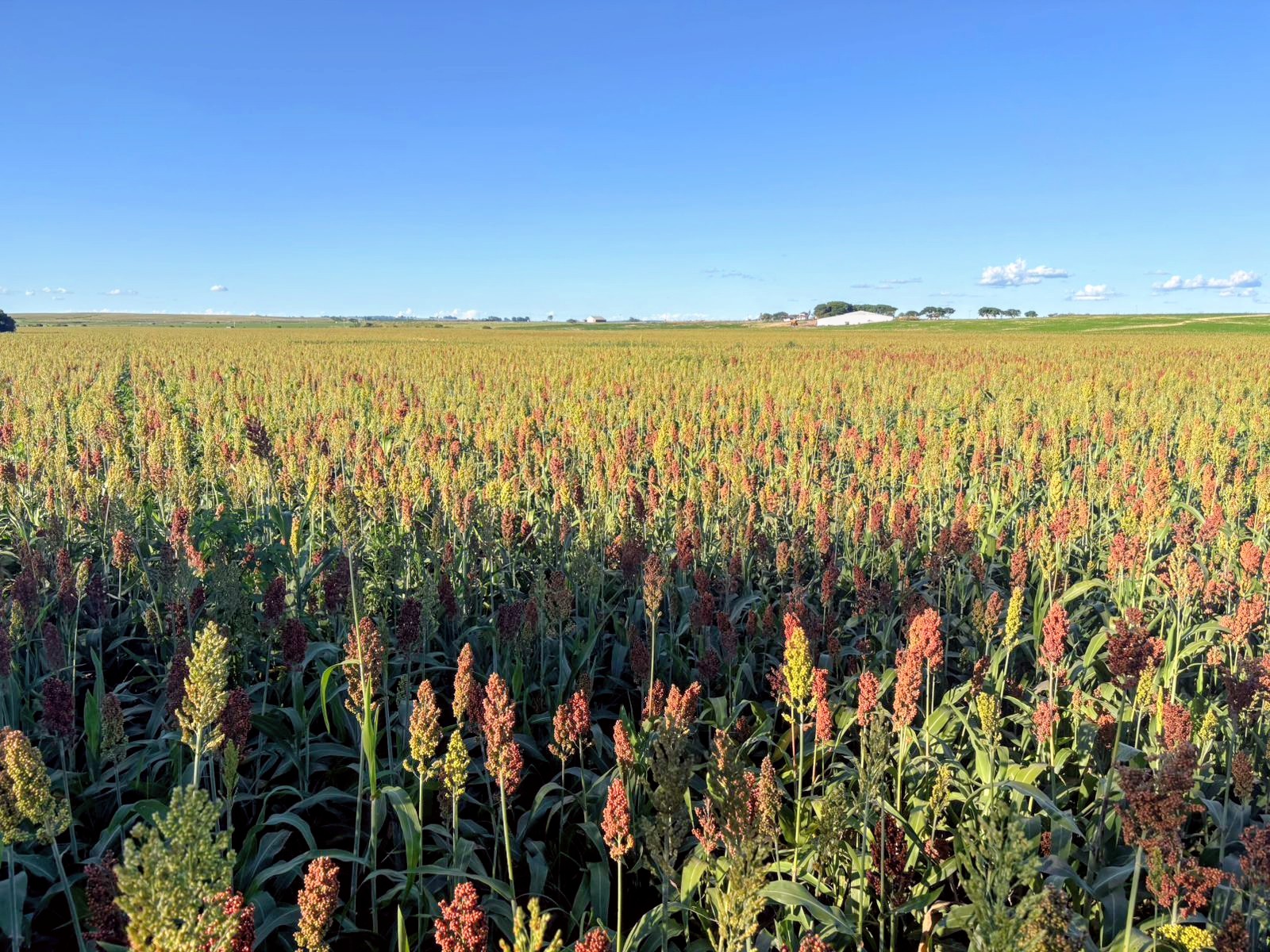 Fazenda em São Gabriel