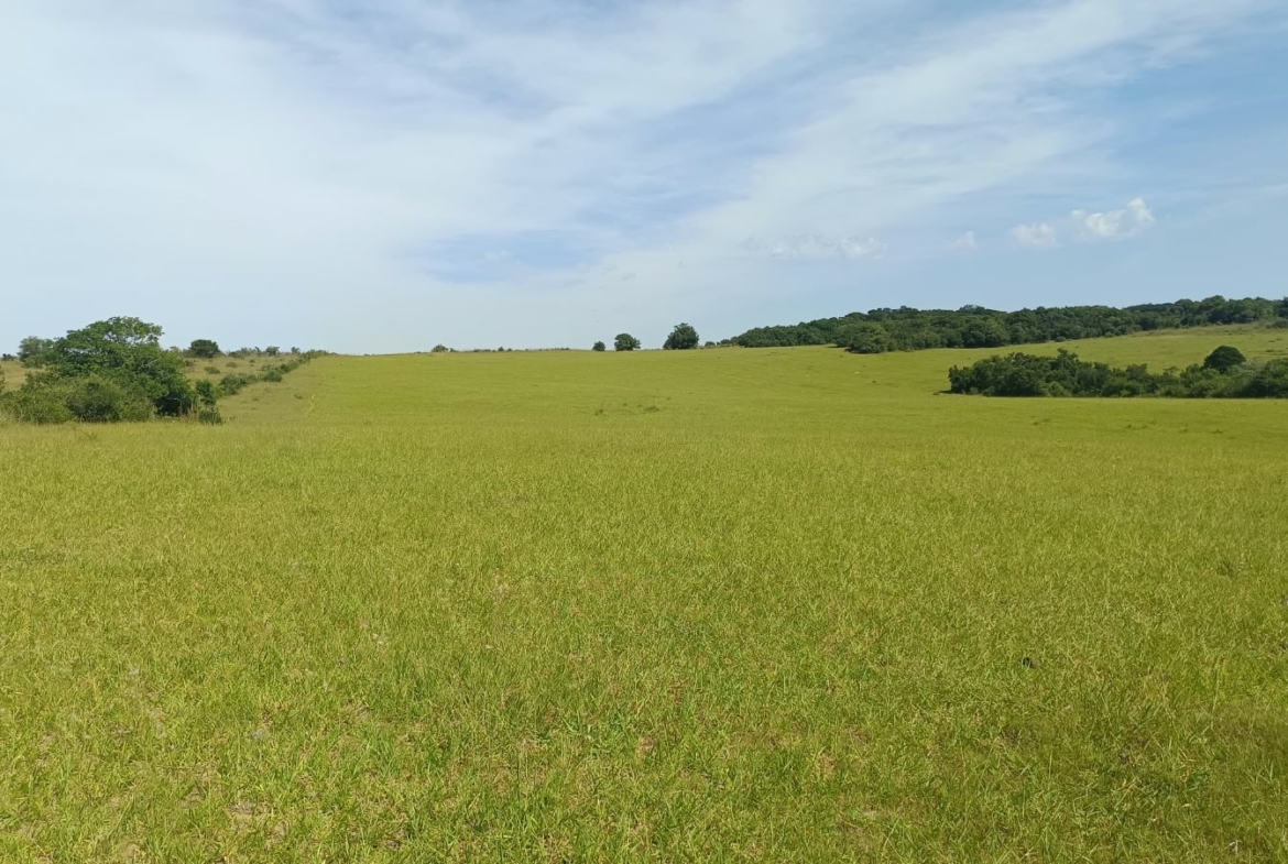 Fazenda em Viamão