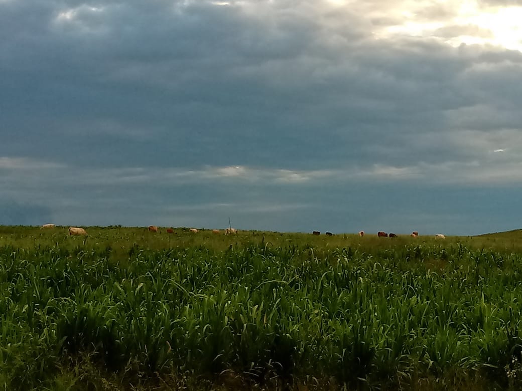 Fazenda em Santana do Livramento