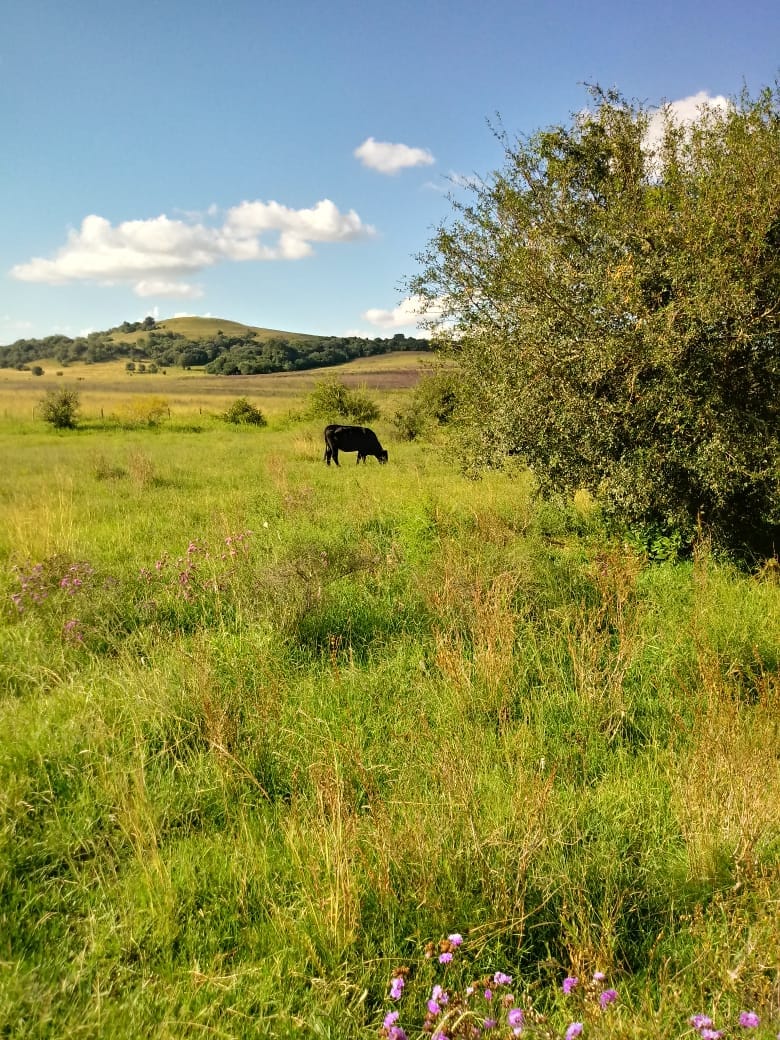Fazenda em Santana do Livramento