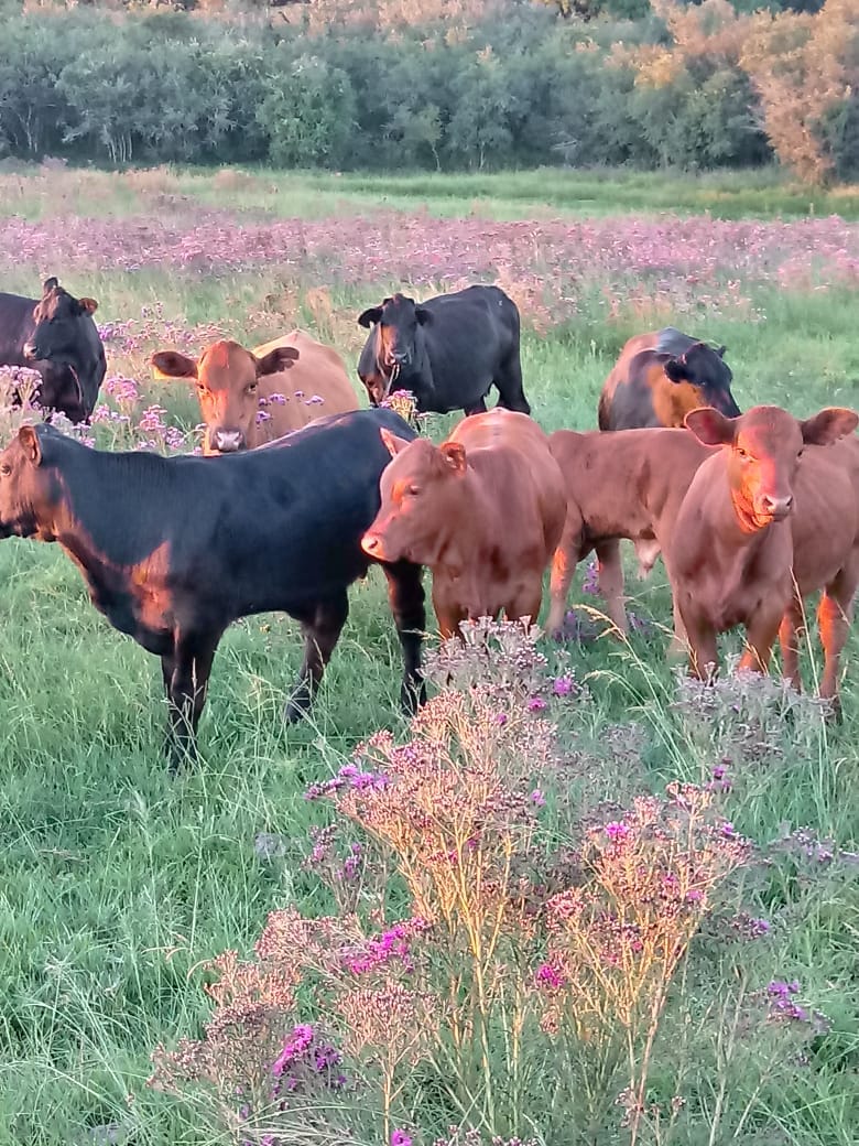 Fazenda em Santana do Livramento