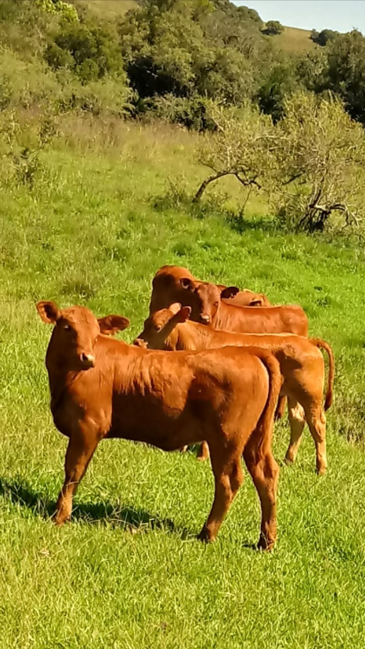 Fazenda em Santana do Livramento