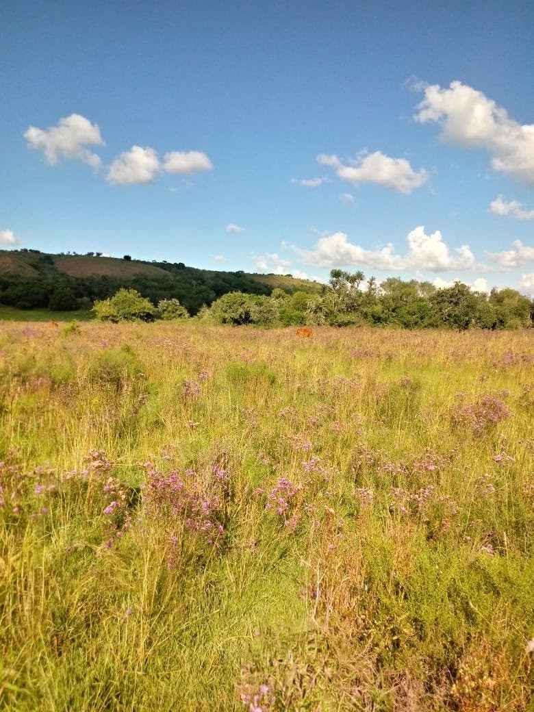 Fazenda em Santana do Livramento